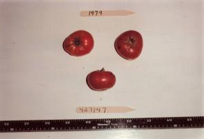 Click for 1 image(s) for this accession. FRUIT